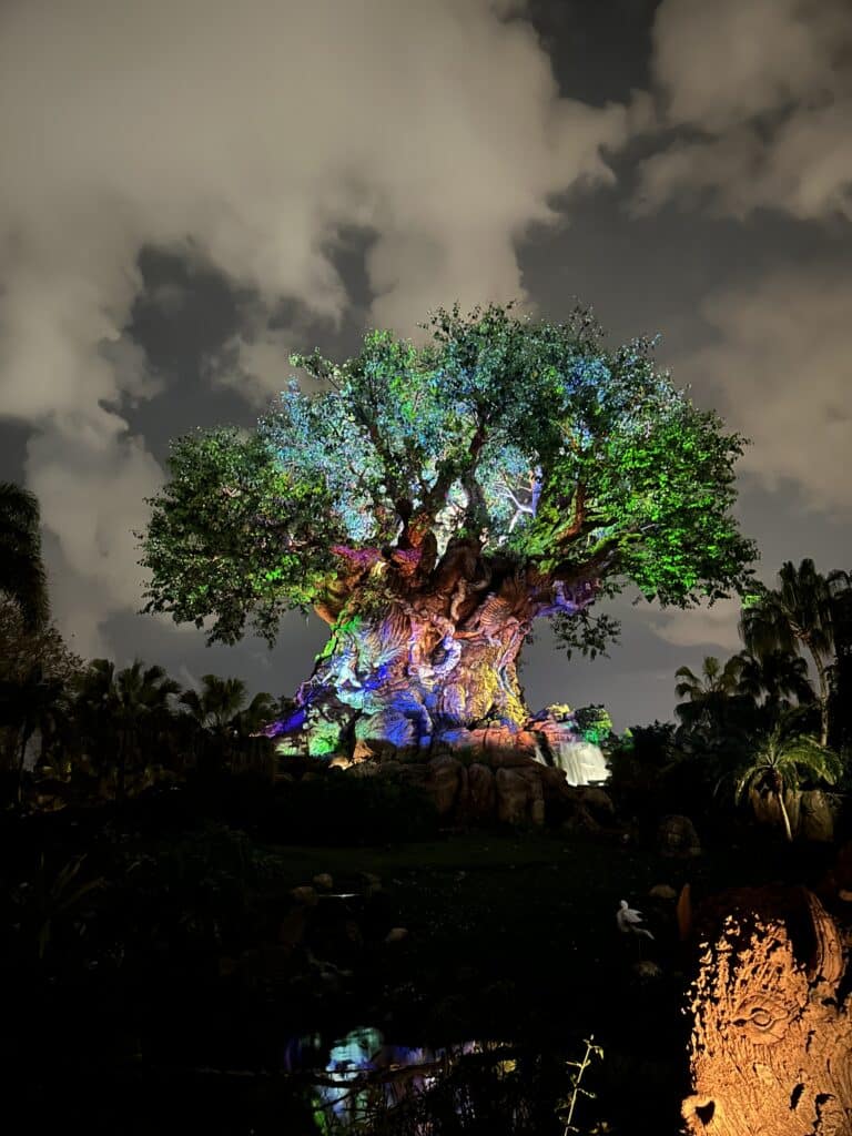 Animal Kingdom - Nuit
